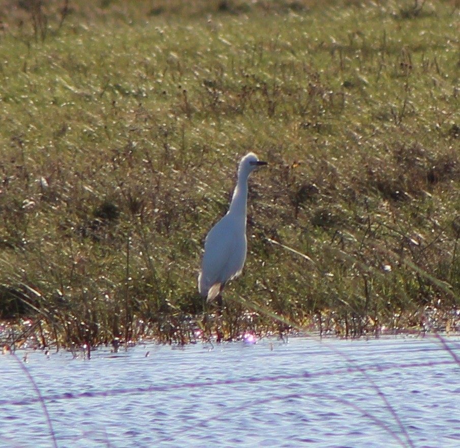 Western Cattle-Egret - ML182685061