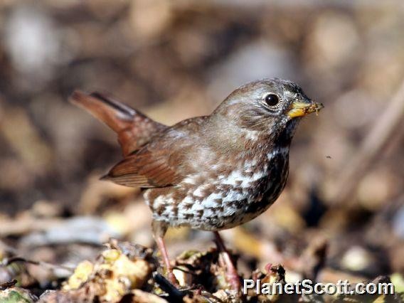 Fox Sparrow - Scott Bowers