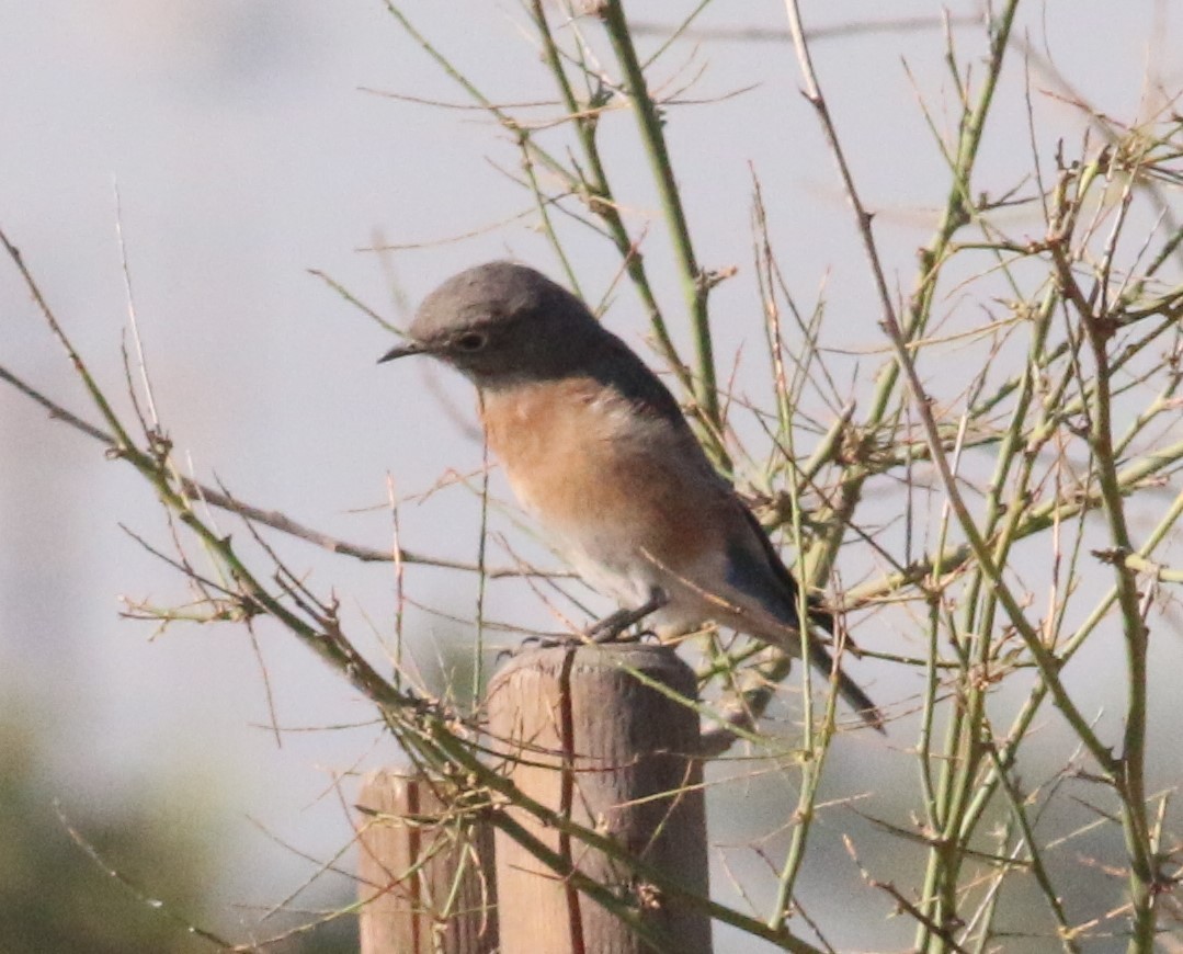 Western Bluebird - Ira Blitz