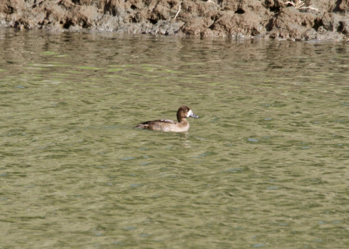 Porrón Bastardo - ML182688781