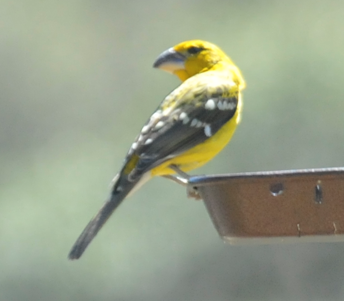 Yellow Grosbeak (Northern) - ML182688801