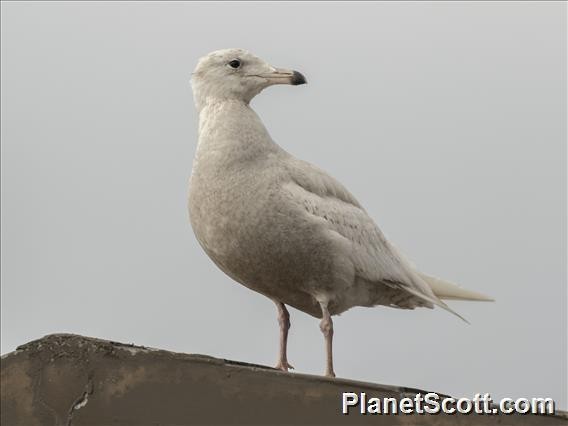 Glaucous Gull - ML182688971
