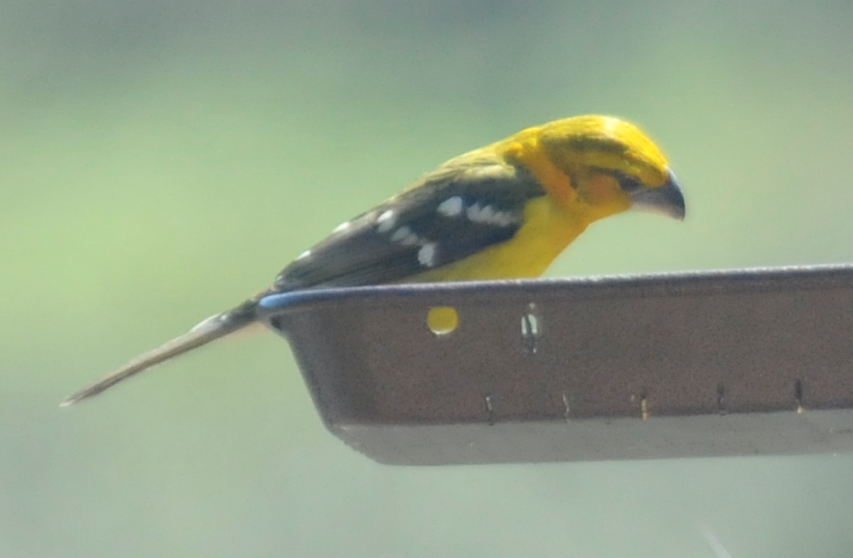 Yellow Grosbeak (Northern) - ML182689091