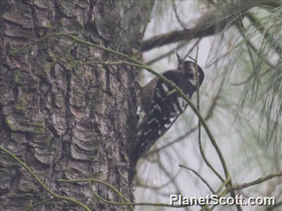Gray-capped Pygmy Woodpecker - ML182692051