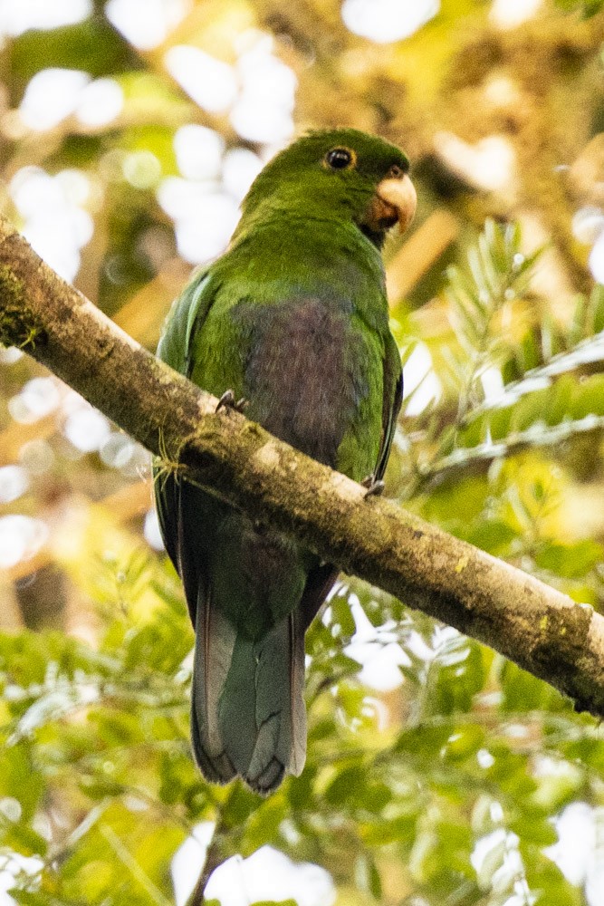 Blue-bellied Parrot - David Bishop