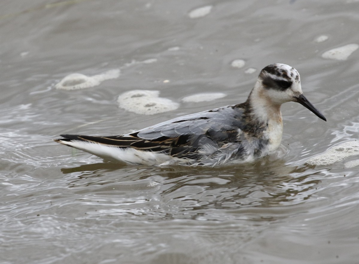 Red Phalarope - Beverly Seyler