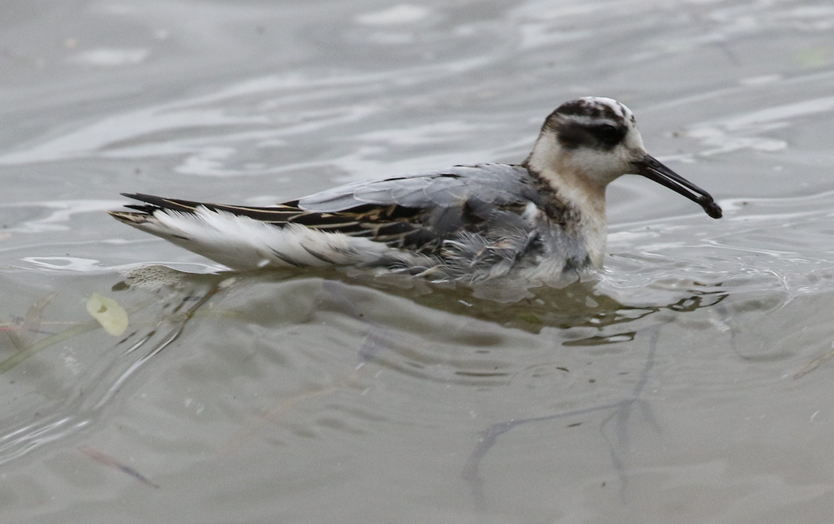 Red Phalarope - Beverly Seyler