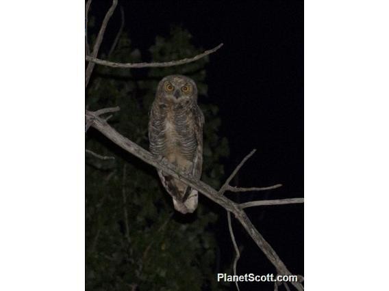 Great Horned Owl - ML182694101