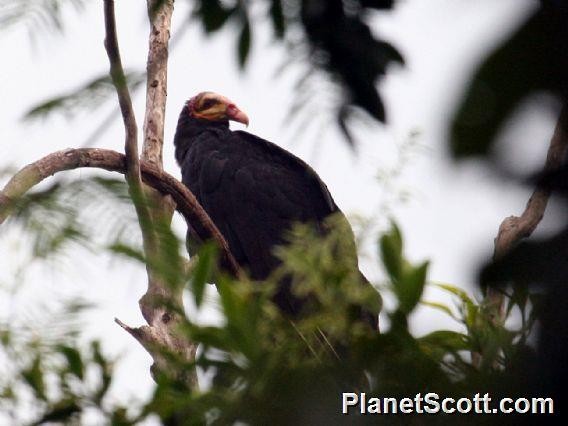 Greater Yellow-headed Vulture - ML182695601
