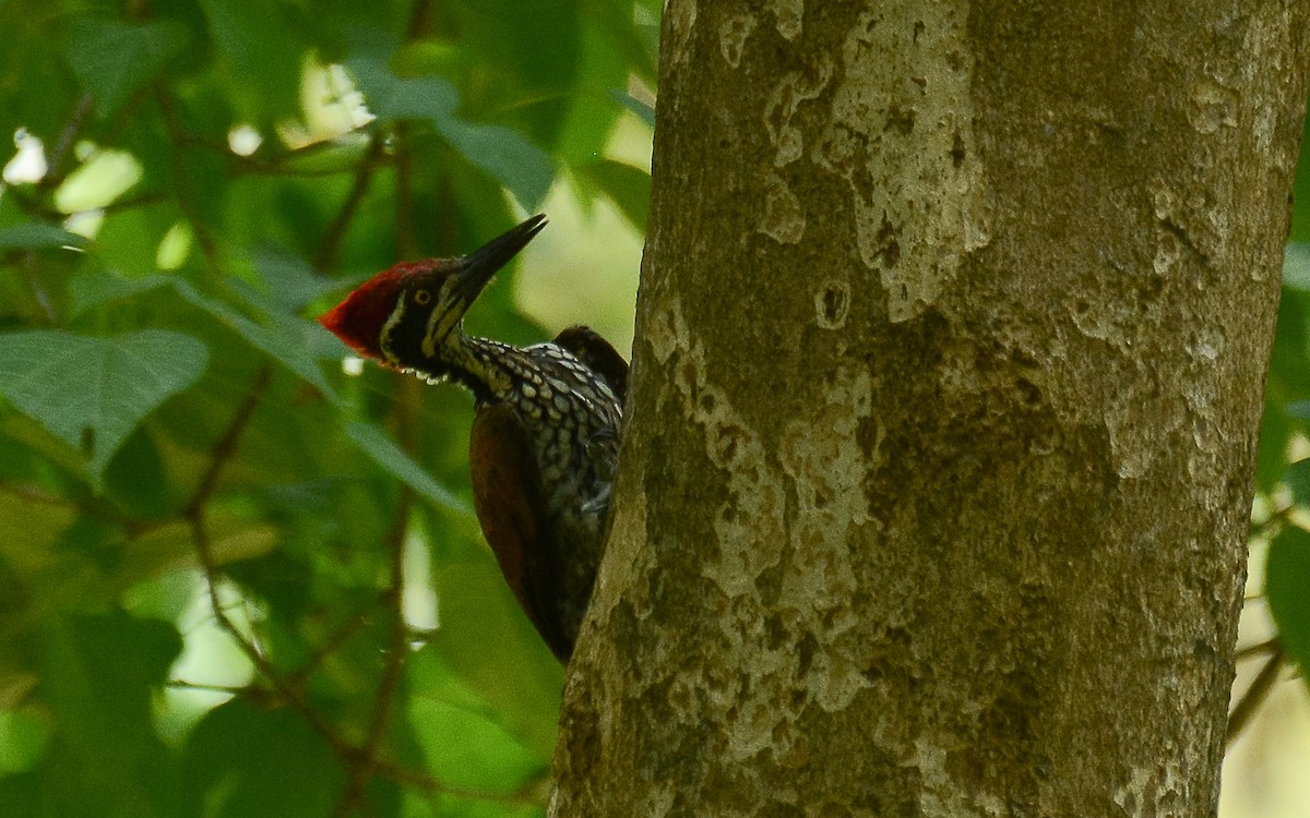 Malabar Flameback - Gaja mohanraj