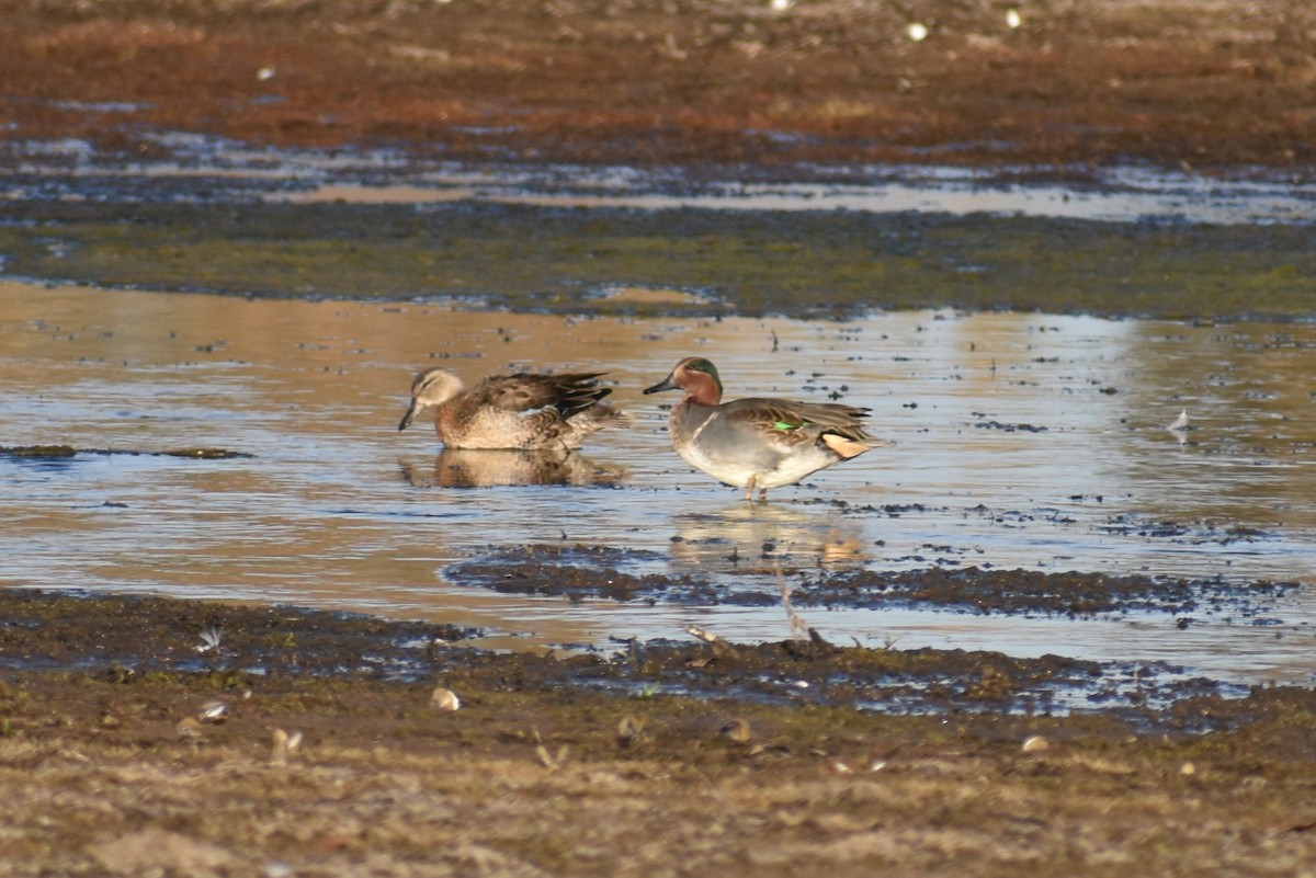 Green-winged Teal - ML182696171