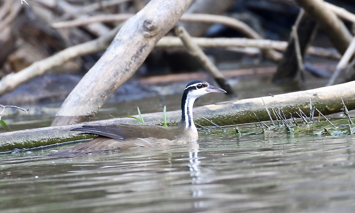 Sungrebe - ML182696881