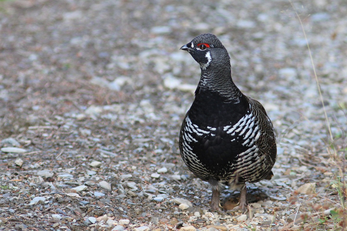 Spruce Grouse - ML182697741