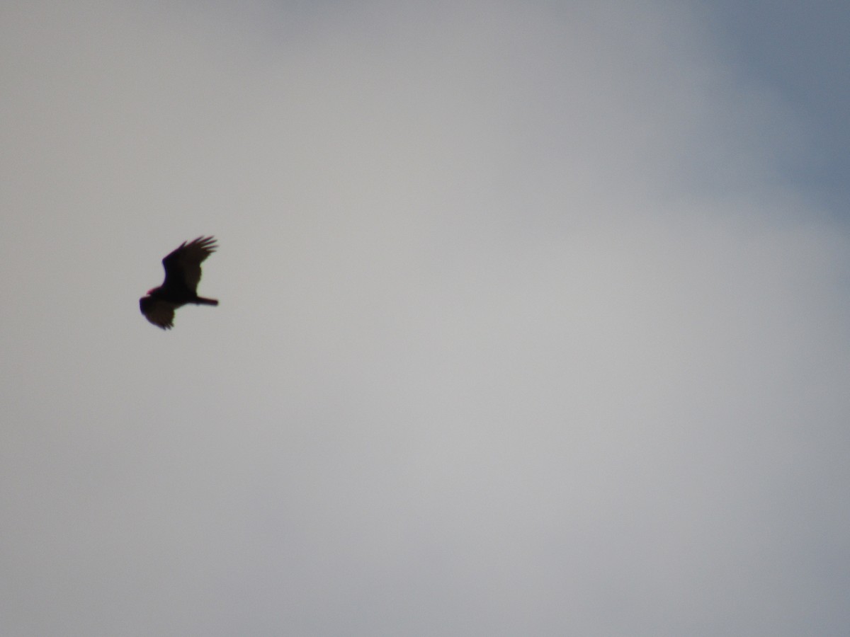 Turkey Vulture - ML182699871