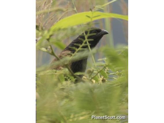 Lesser Coucal - Scott Bowers