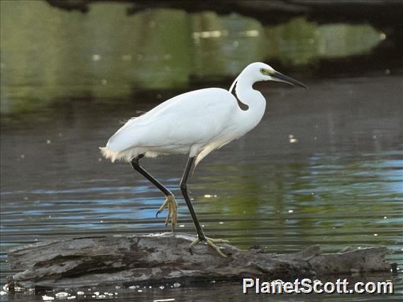 Little Egret - ML182704081