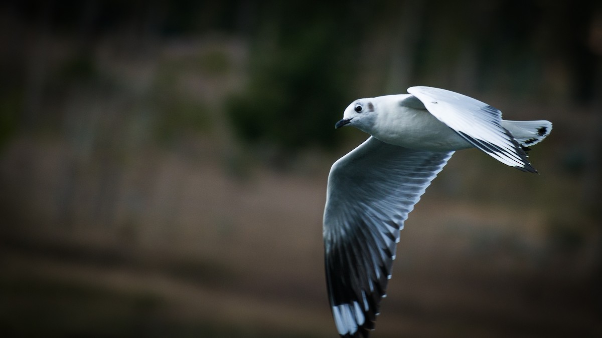 Andean Gull - ML182704171