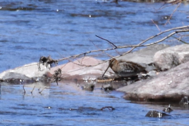 Wilson's Snipe - Derek Hudgins