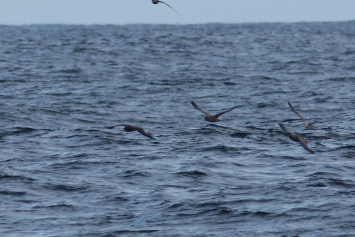Flesh-footed Shearwater - ML182704541