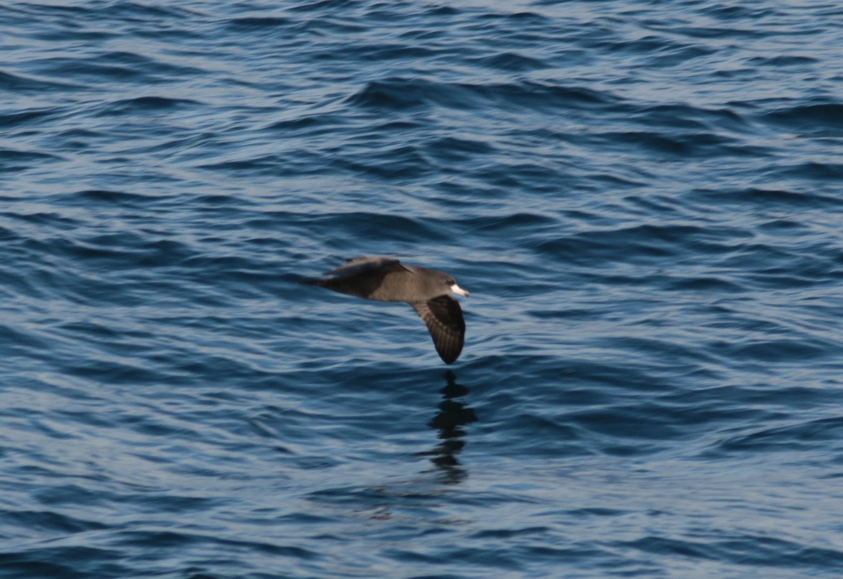 Flesh-footed Shearwater - ML182704551