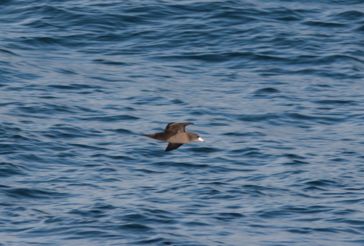 Flesh-footed Shearwater - ML182704561