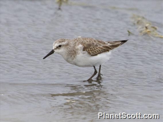 Little Stint - ML182704681