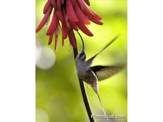 kolibřík tmavolící - ML182704841