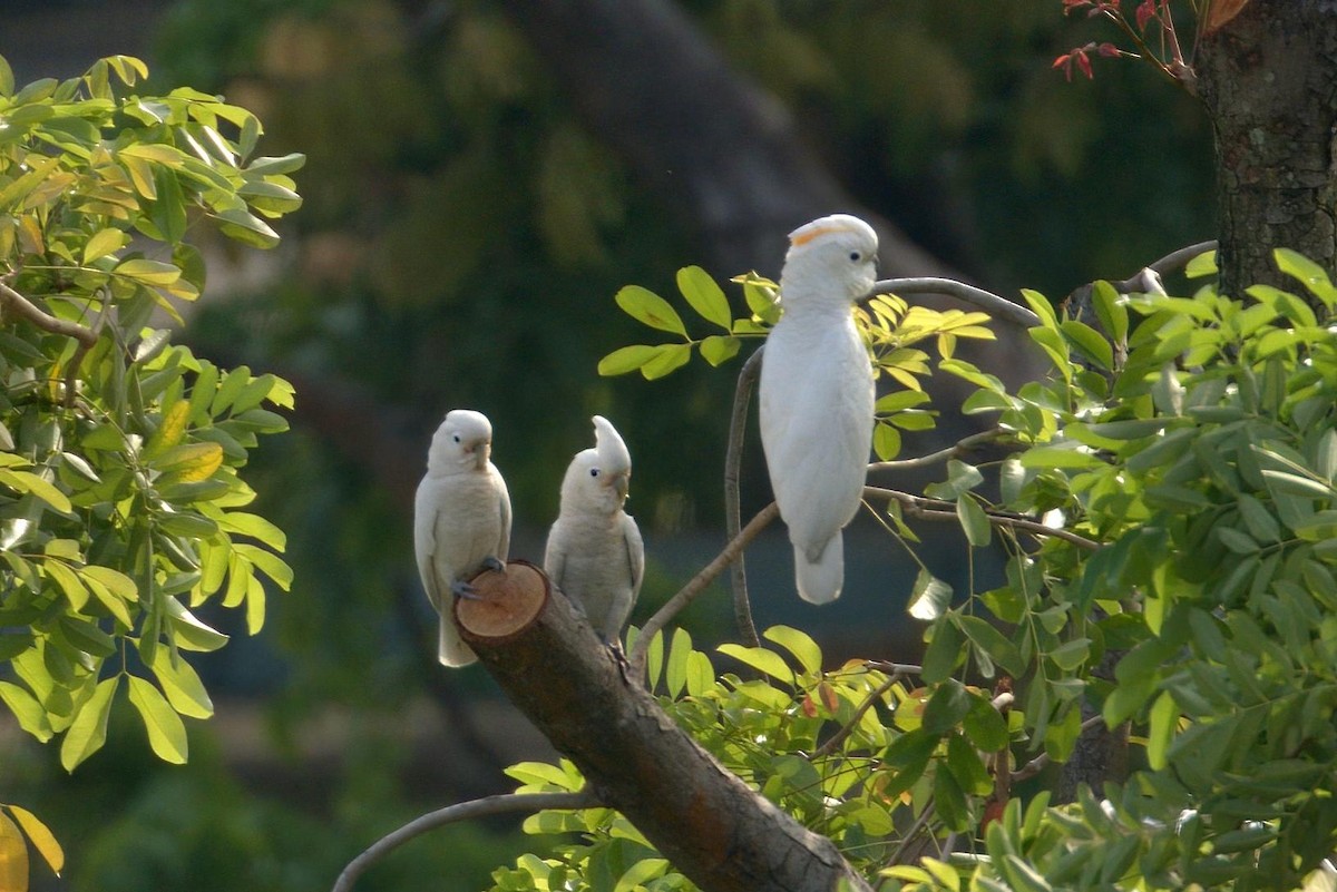 Salmon-crested Cockatoo - ML182705111