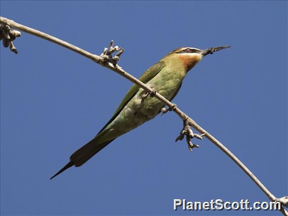 Madagascar Bee-eater - Scott Bowers