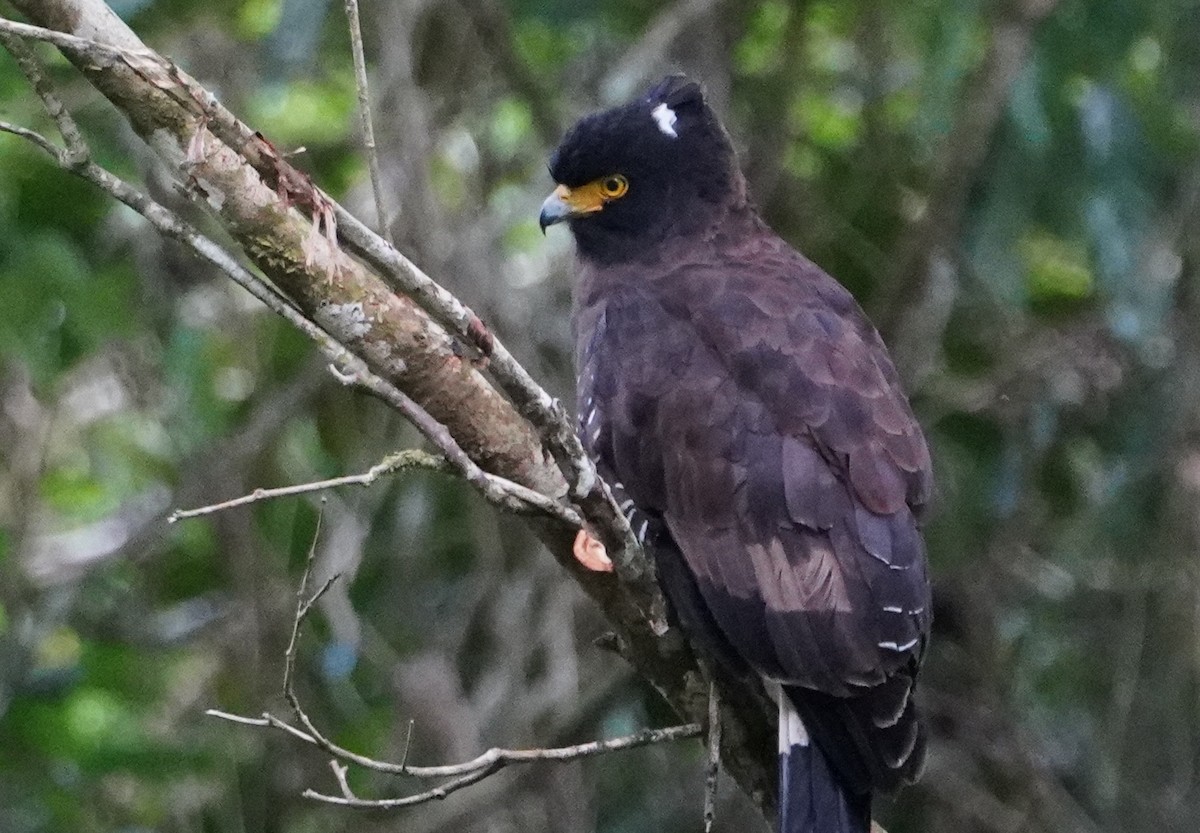 Mountain Serpent-Eagle - ML182706461