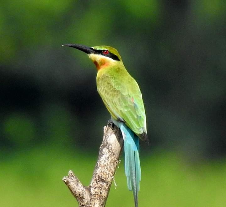 Blue-tailed Bee-eater - ML182706891