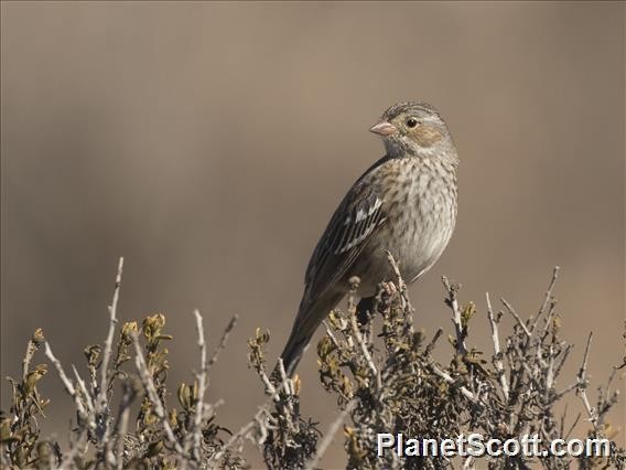 Mourning Sierra Finch - ML182709041