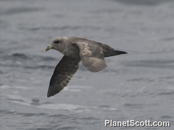 Northern Fulmar - ML182709781