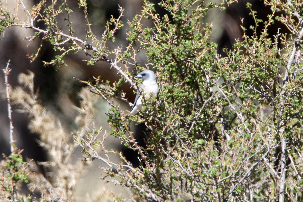 Masked Woodswallow - ML182712801