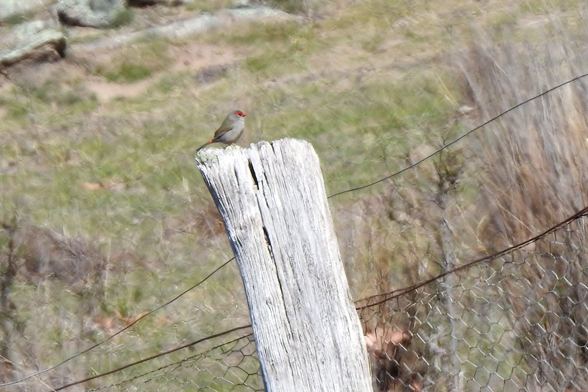 Red-browed Firetail - ML182712821