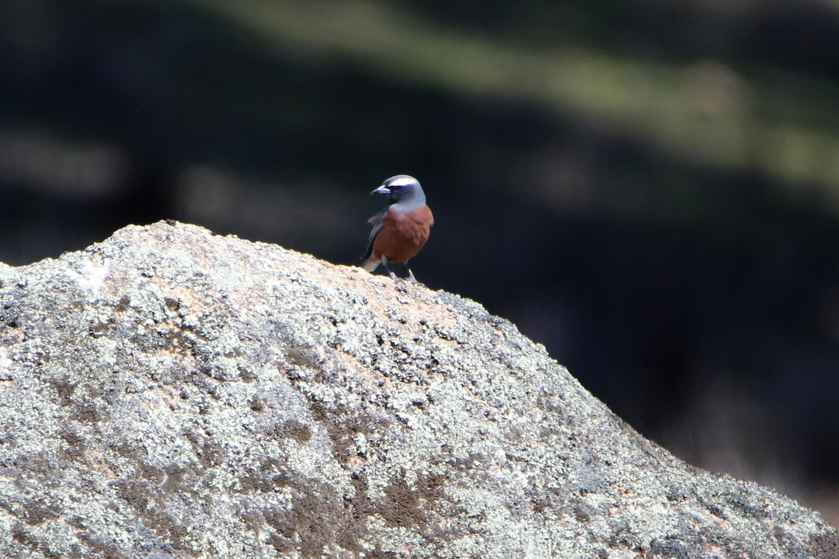 White-browed Woodswallow - ML182712831