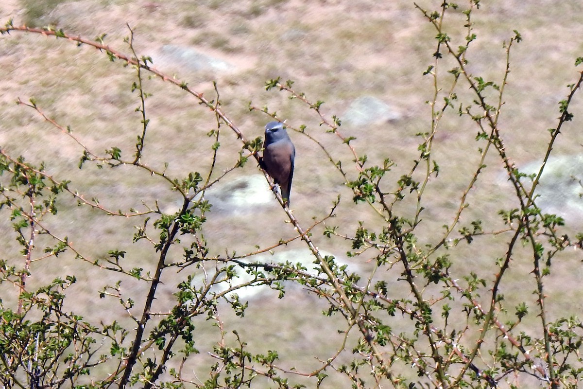 White-browed Woodswallow - ML182712841