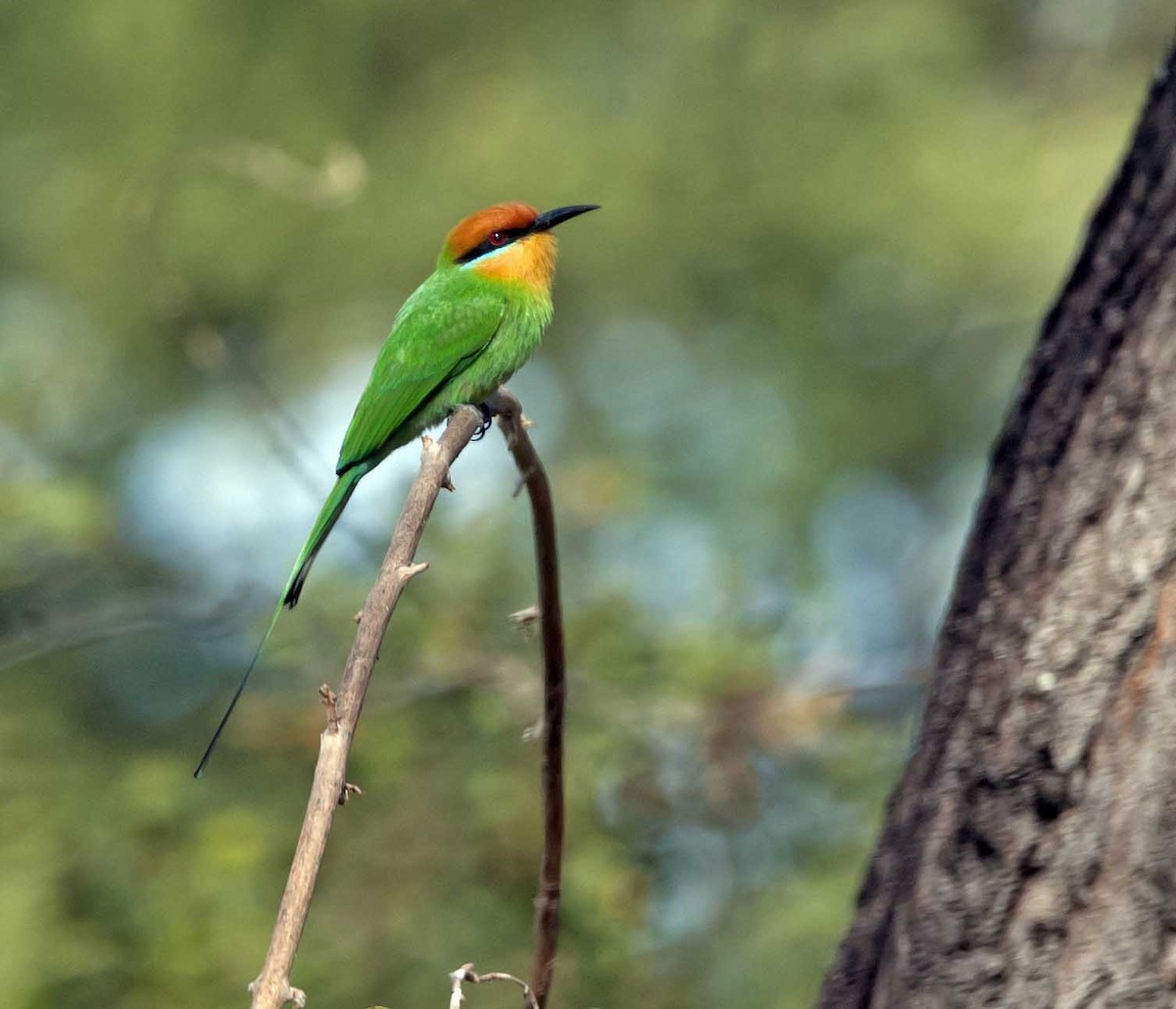 Böhm's Bee-eater - ML182713331