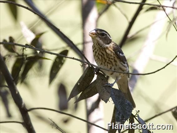 Rose-breasted Grosbeak - ML182716791