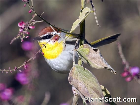 Rufous-capped Warbler - Scott Bowers