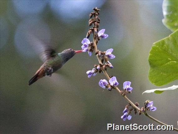 Rufous-tailed Hummingbird - ML182717941