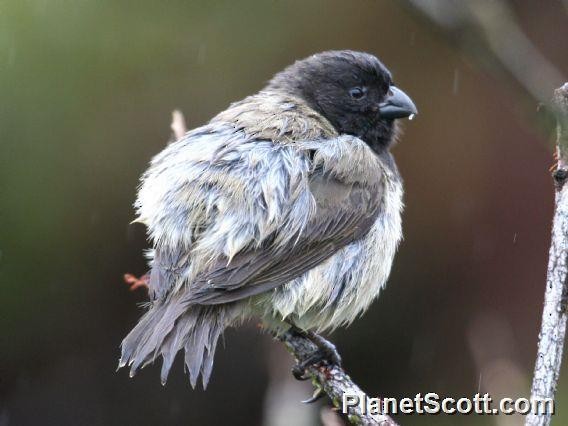 Small Tree-Finch - ML182720191