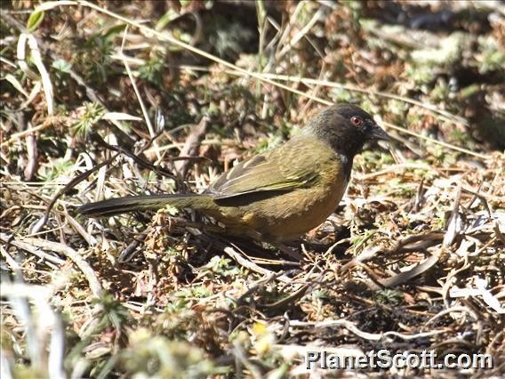 Spotted Towhee - ML182722231