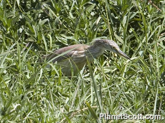 Squacco Heron - ML182722321