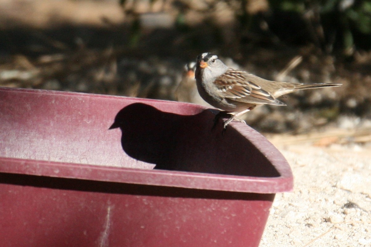 White-crowned Sparrow (Gambel's) - ML182722791