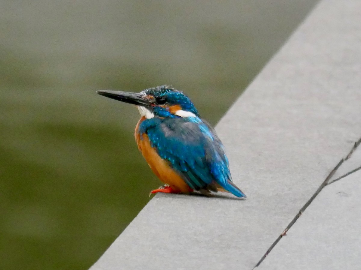 Common Kingfisher - ML182722901