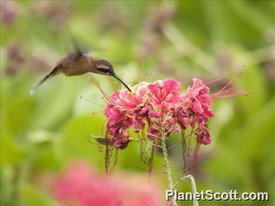 Пестрогорлый колибри-отшельник - ML182722911