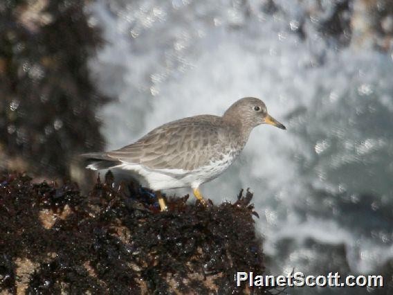 Surfbird - ML182723171