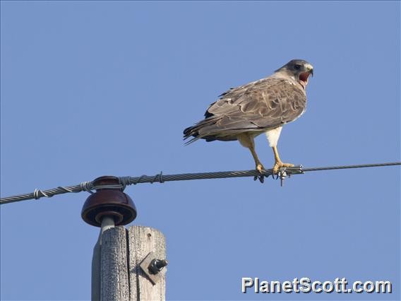 Swainson's Hawk - ML182723211