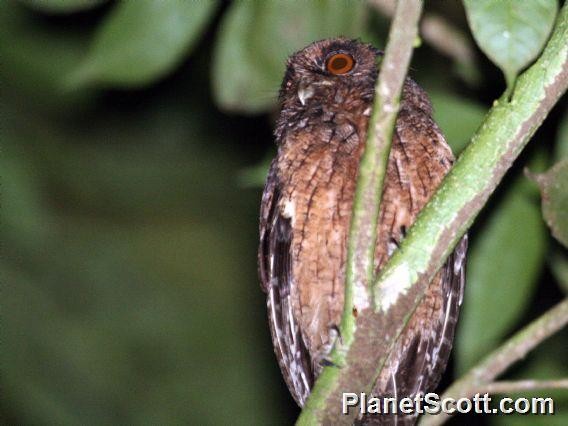 Tawny-bellied Screech-Owl - ML182723751